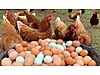Pets & Livestock / Poultry & Fowl / Chickens