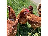 Pets & Livestock / Poultry & Fowl / Chickens