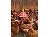 Pets & Livestock / Poultry & Fowl / Chickens