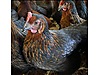 Pets & Livestock / Poultry & Fowl / Chickens