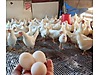 Pets & Livestock / Poultry & Fowl / Chickens