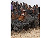Pets & Livestock / Poultry & Fowl / Chickens