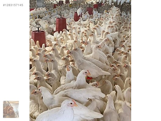 Pets & Livestock / Poultry & Fowl / Chickens