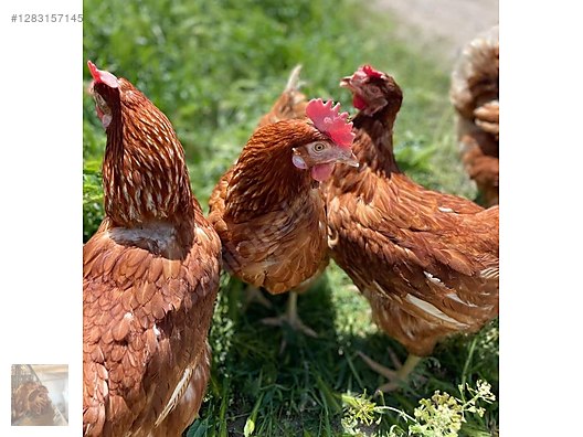 Pets & Livestock / Poultry & Fowl / Chickens
