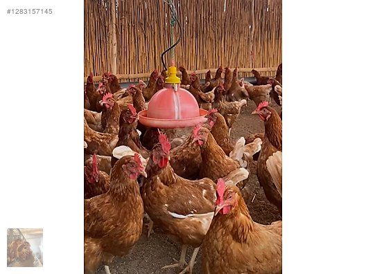 Pets & Livestock / Poultry & Fowl / Chickens