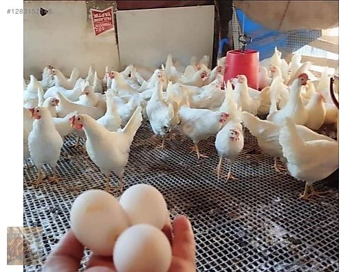 Pets & Livestock / Poultry & Fowl / Chickens