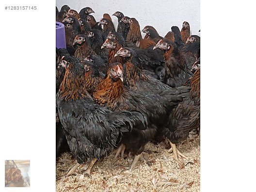 Pets & Livestock / Poultry & Fowl / Chickens