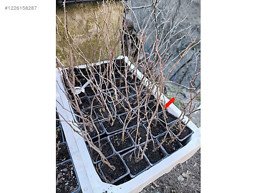 İkinci El ve Sıfır Alışveriş / Bahçe & Yapı Market / Bahçe / Bitki & Çiçek / Fidan & Çalı