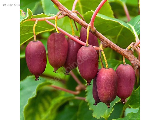 İkinci El ve Sıfır Alışveriş / Bahçe & Yapı Market / Bahçe / Bitki & Çiçek / Fidan & Çalı