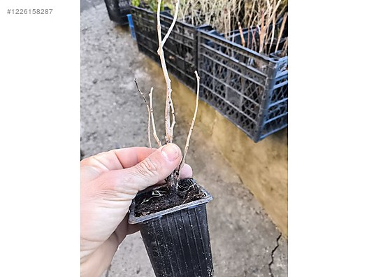 İkinci El ve Sıfır Alışveriş / Bahçe & Yapı Market / Bahçe / Bitki & Çiçek / Fidan & Çalı