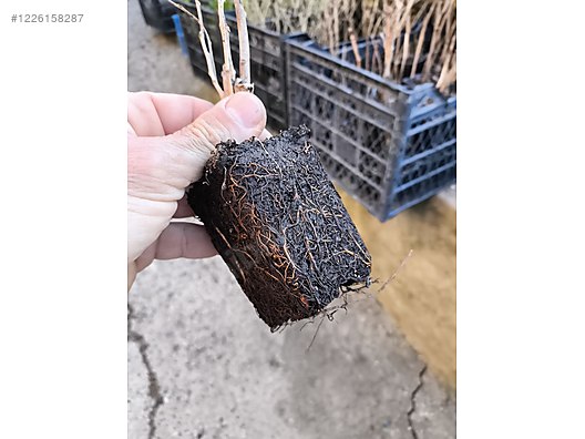 İkinci El ve Sıfır Alışveriş / Bahçe & Yapı Market / Bahçe / Bitki & Çiçek / Fidan & Çalı