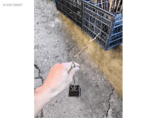 İkinci El ve Sıfır Alışveriş / Bahçe & Yapı Market / Bahçe / Bitki & Çiçek / Fidan & Çalı