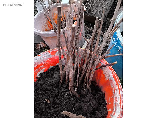 İkinci El ve Sıfır Alışveriş / Bahçe & Yapı Market / Bahçe / Bitki & Çiçek / Fidan & Çalı