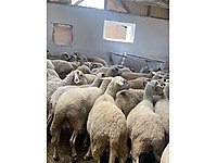 Satilik Koyun Cinsleri Ve Fiyatlari Sahibinden Com Da 2