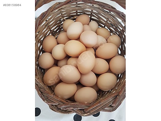 kuluckalik yumurta australorp kuluckalik yumurta sahibinden comda 836158964 kuluckalik yumurta australorp kuluckalik yumurta sahibinden comda 836158964