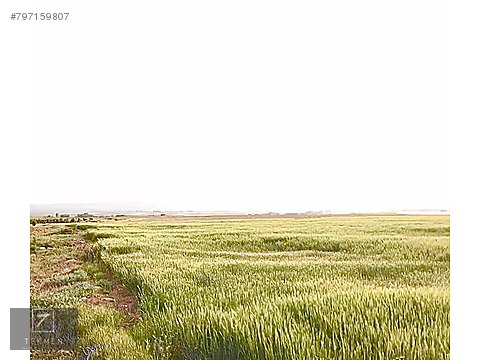 Cifteler Erbab Mh De 48 063 M2 Satilik Firsat Tarla Satilik Arsa Ilanlari Sahibinden Com Da 797159807