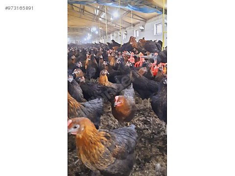 Pdgrrcpt6wsxom Pdgrrcpt6wsxom