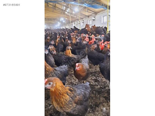 Pdgrrcpt6wsxom Pdgrrcpt6wsxom