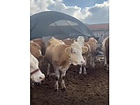 10 adet A kalite yanı buzalı orjinal simental inekler .. #1283166028