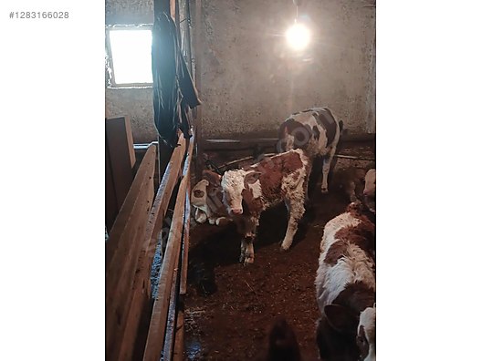 10 adet A kalite yanı buzalı orjinal simental inekler .. - Türkiye'nin ücretsiz ilan sitesi sahibinden.com'da