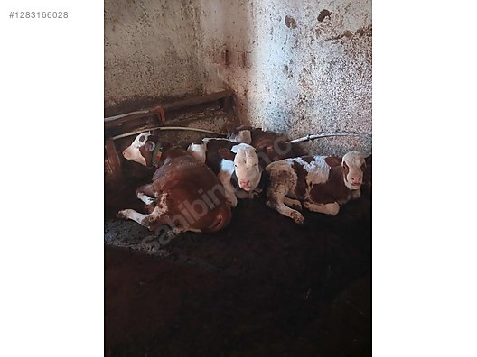 Hayvanlar Alemi / Büyükbaş Hayvanlar / İnek