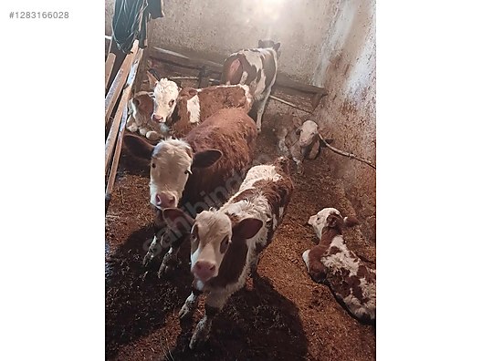 Hayvanlar Alemi / Büyükbaş Hayvanlar / İnek