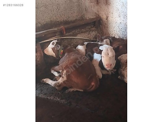 10 adet A kalite yanı buzalı orjinal simental inekler .. - Türkiye'nin ücretsiz ilan sitesi sahibinden.com'da