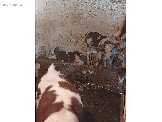 10 adet A kalite yanı buzalı orjinal simental inekler .. - Türkiye'nin ücretsiz ilan sitesi sahibinden.com'da