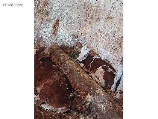 Hayvanlar Alemi / Büyükbaş Hayvanlar / İnek