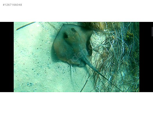 Used & Brand New Items / Cameras & Photographic Equipment / Video Cameras & Camcorders / Action Cameras