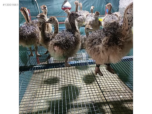 Devekuşu / DETAYLAR AÇIKLAMA DA sahibinden.comda - 1300166149