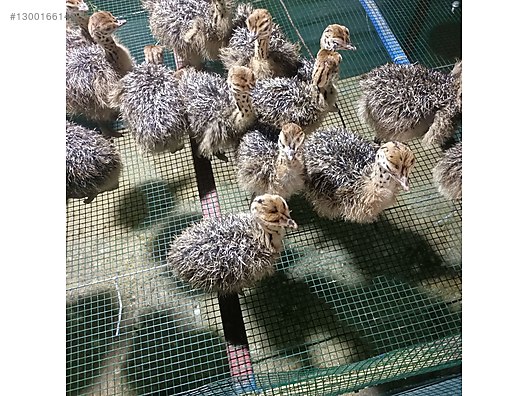 Devekuşu / DETAYLAR AÇIKLAMA DA sahibinden.comda - 1300166149