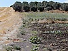 SELCUKGAZİ KÖYÜ DURMUŞ PINARI MEVKİİNDE 1250 M2 SATILIK TARLA