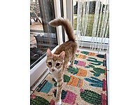 Peluş kızımız yuvasını arıyor!!! #1283168098