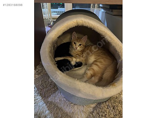 Hayvanlar Alemi / Evcil Hayvanlar / Kedi / Sarman