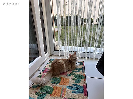 Hayvanlar Alemi / Evcil Hayvanlar / Kedi / Sarman