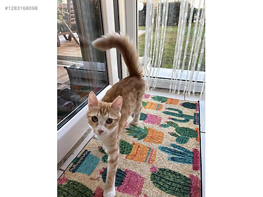 Hayvanlar Alemi / Evcil Hayvanlar / Kedi / Sarman