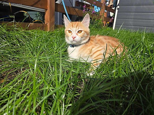 Hayvanlar Alemi / Evcil Hayvanlar / Kedi / Sarman