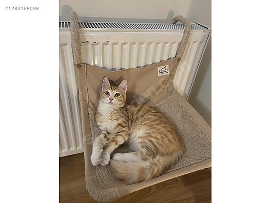 Hayvanlar Alemi / Evcil Hayvanlar / Kedi / Sarman