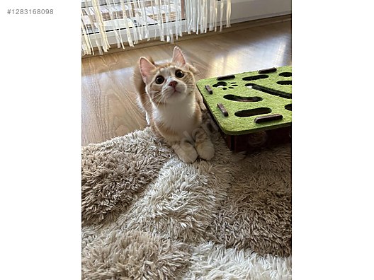 Hayvanlar Alemi / Evcil Hayvanlar / Kedi / Sarman