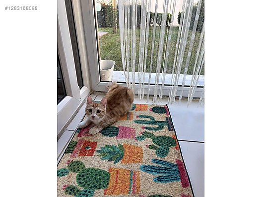 Hayvanlar Alemi / Evcil Hayvanlar / Kedi / Sarman