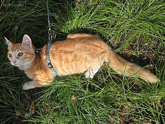 Hayvanlar Alemi / Evcil Hayvanlar / Kedi / Sarman