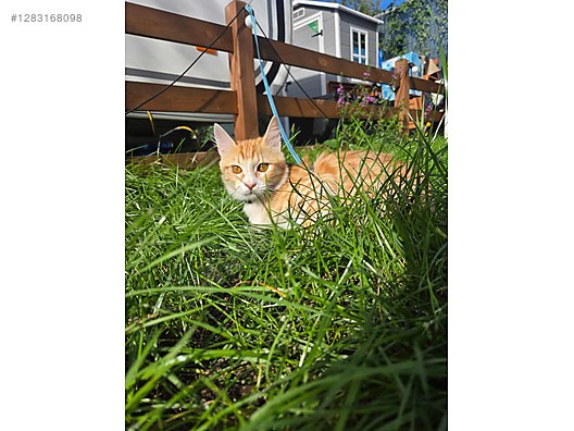 Hayvanlar Alemi / Evcil Hayvanlar / Kedi / Sarman