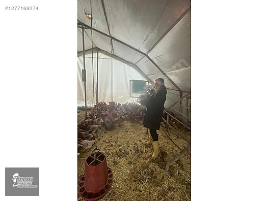 Hayvanlar Alemi / Aksesuarlar / Kümes Hayvanları / Kafes & Kümes