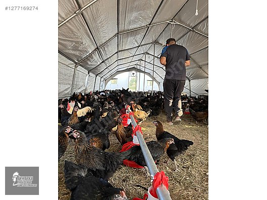 Hayvanlar Alemi / Aksesuarlar / Kümes Hayvanları / Kafes & Kümes