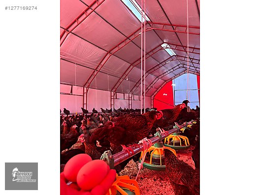 Hayvanlar Alemi / Aksesuarlar / Kümes Hayvanları / Kafes & Kümes