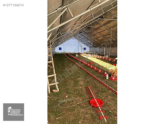 Hayvanlar Alemi / Aksesuarlar / Kümes Hayvanları / Kafes & Kümes