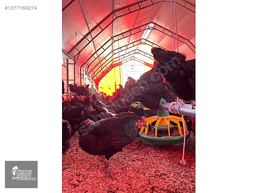 Hayvanlar Alemi / Aksesuarlar / Kümes Hayvanları / Kafes & Kümes