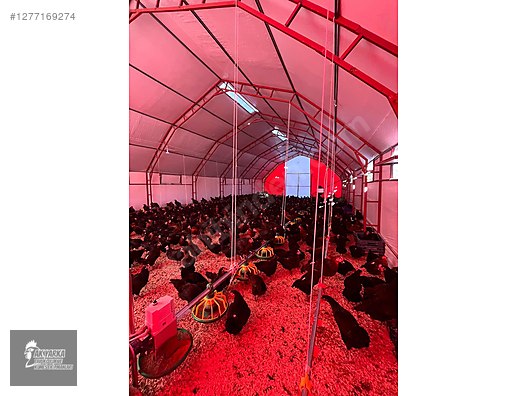 Hayvanlar Alemi / Aksesuarlar / Kümes Hayvanları / Kafes & Kümes