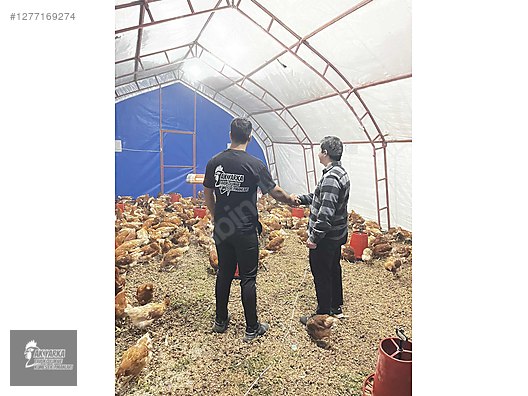 Hayvanlar Alemi / Aksesuarlar / Kümes Hayvanları / Kafes & Kümes